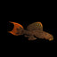 Orange Leopard Cactus Pleco. L600 Small size