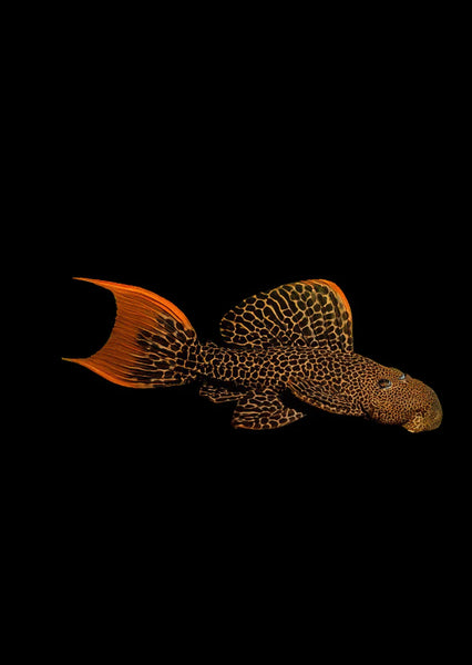 Orange Leopard Cactus Pleco. L600 Small size