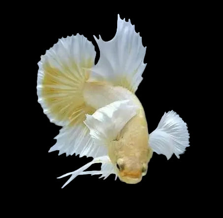 Golden Big Ear Plakat