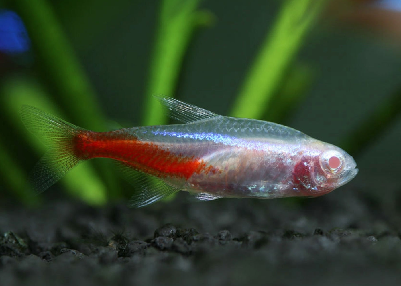 Albino Neon Tetra