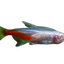 Albino Neon Tetra