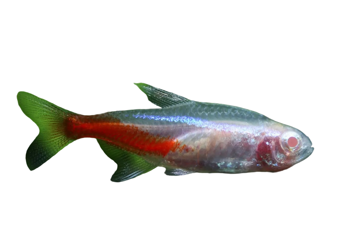 Albino Neon Tetra