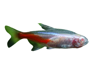 Albino Neon Tetra