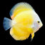 Yellow Melon Discus Fish