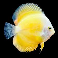 Yellow Melon Discus Fish