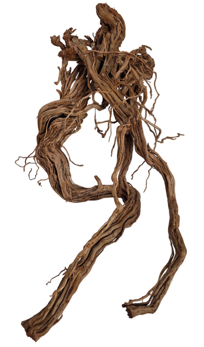 Azalea Wood S Shape 60-100cm