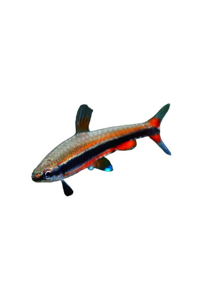 Red Beckford’s Pencilfish