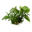 Growow Cryptocoryne Pontederiifolia