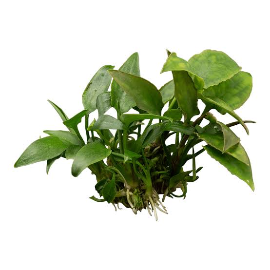 Growow Cryptocoryne Pontederiifolia