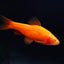 Cherry Barb 2-3cm