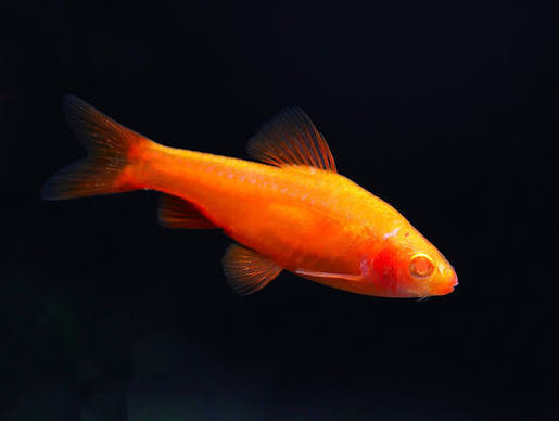 Cherry Barb 2-3cm