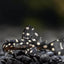 White Spotted Dwarf Pleco - L471 Small size