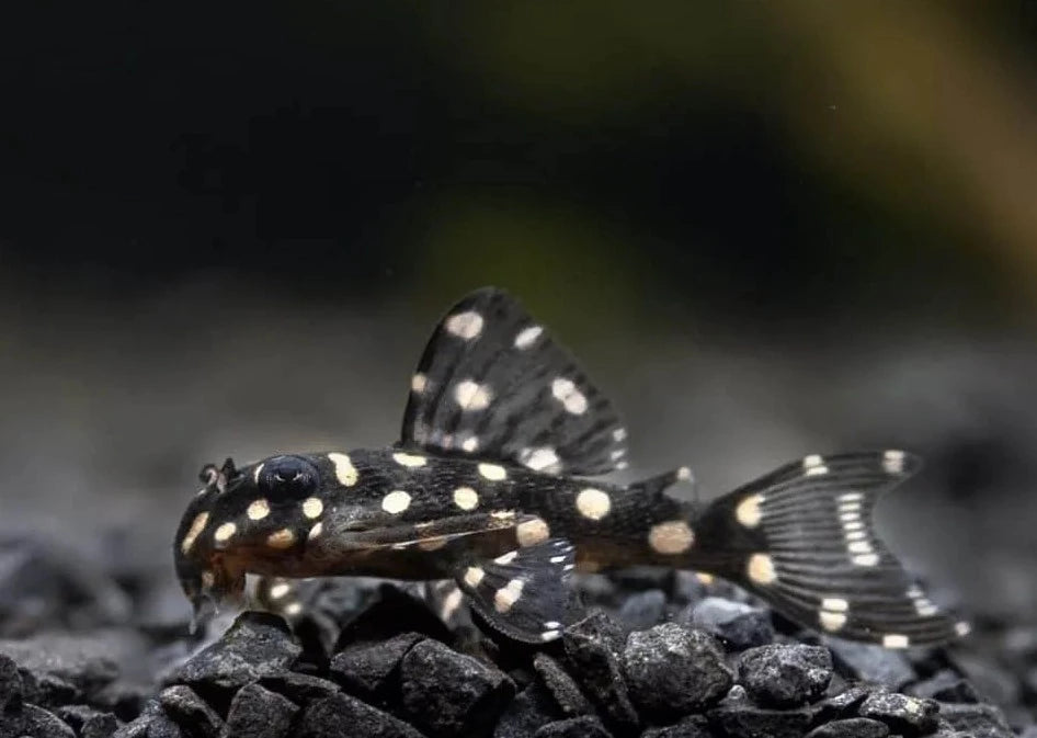 White Spotted Dwarf Pleco - L471 Small size