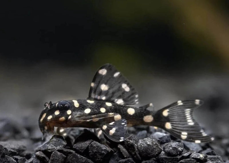 White Spotted Dwarf Pleco - L471 Small size