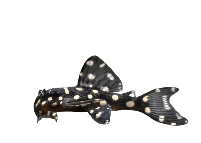 White Spotted Dwarf Pleco - L471 Small size