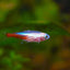 Albino Neon Tetra