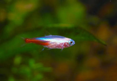 Albino Neon Tetra
