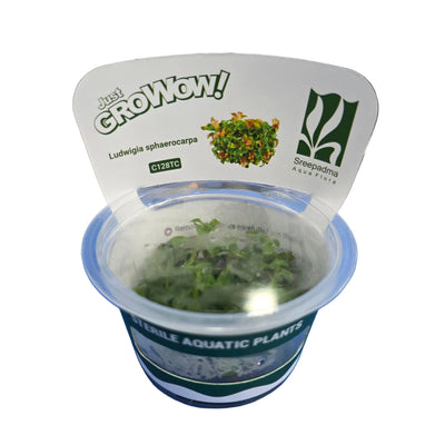Growow Ludwigia Sphaerocarpa