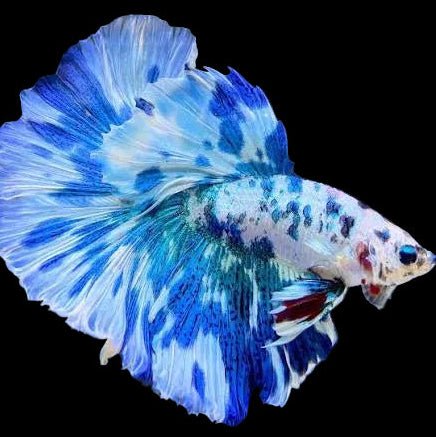 Marble Halfmoon Betta