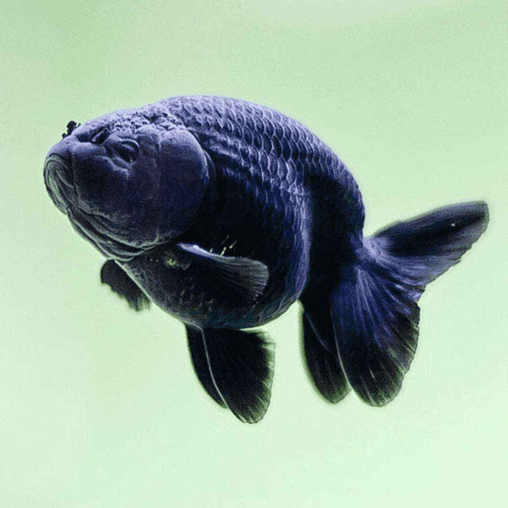 Black Ranchu