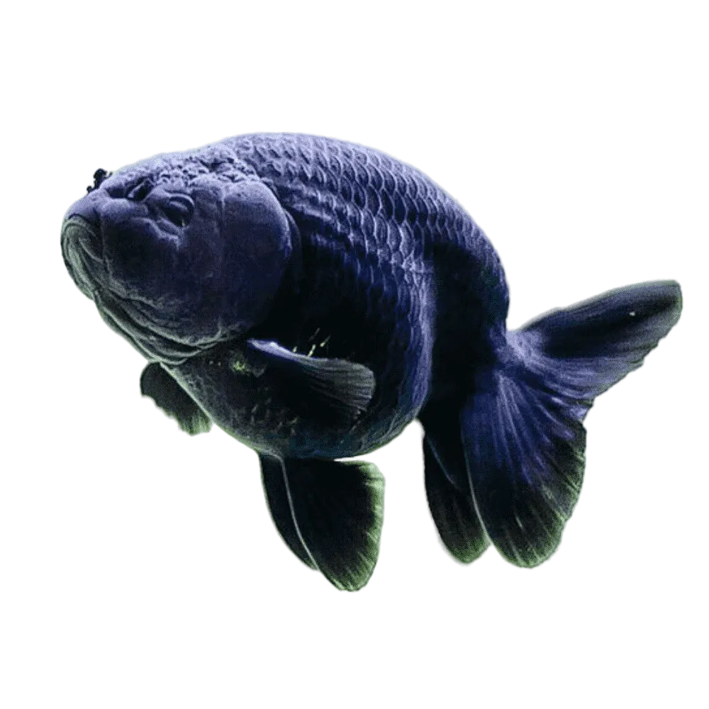 Black Ranchu