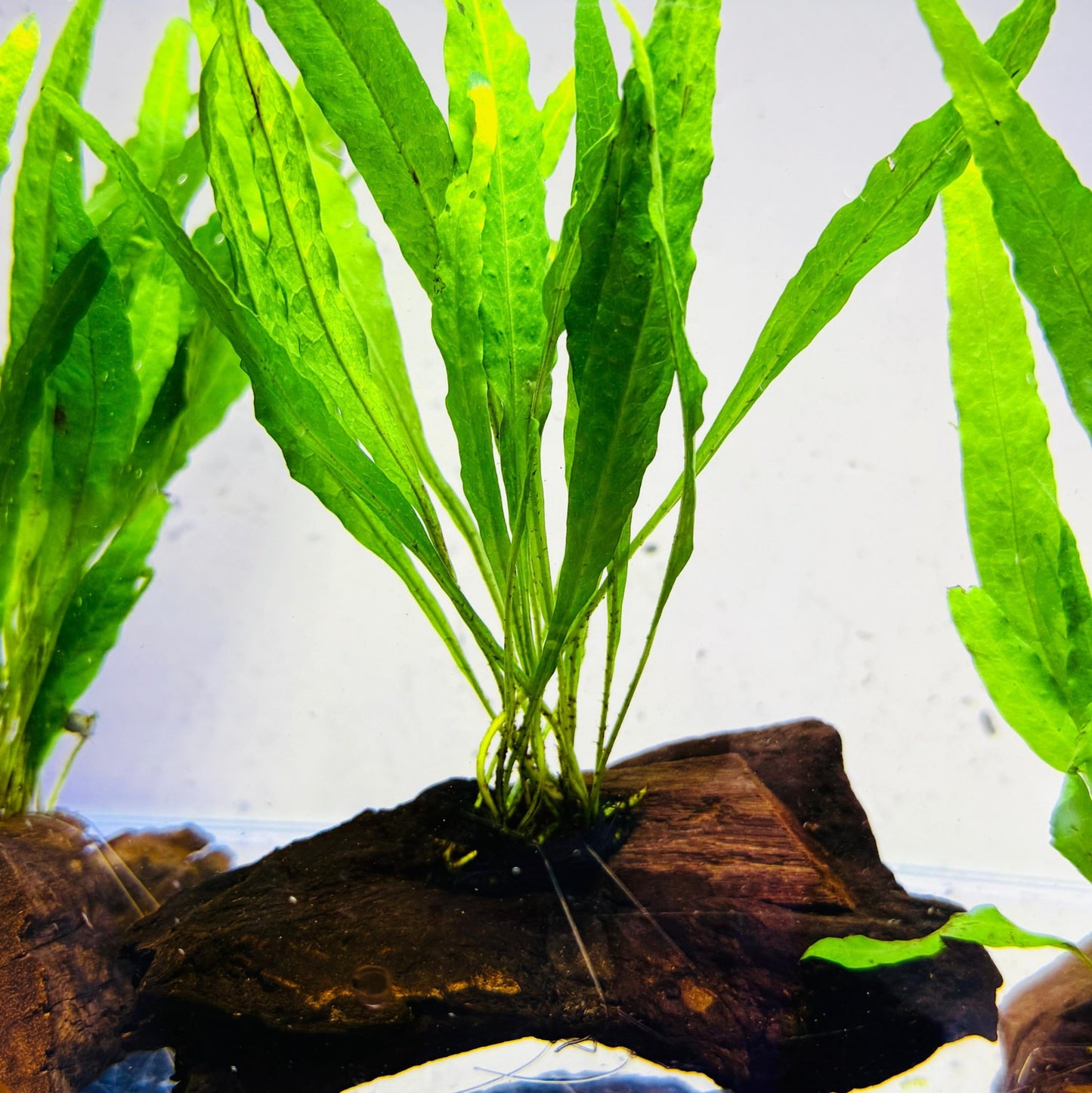 Java Fern on Wood