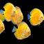 Yellow panda Discus Fish