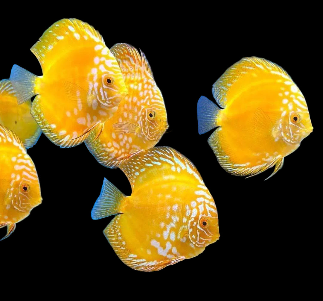 Yellow panda Discus Fish