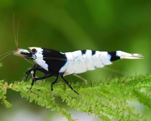 Black & White Bee Shrimp 1.5cm (Caridina)
