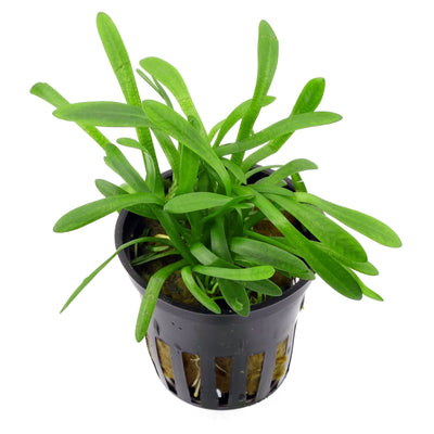 SAGITTARIA SUBULATA Pot Plant