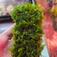 Christmas Moss on Wood