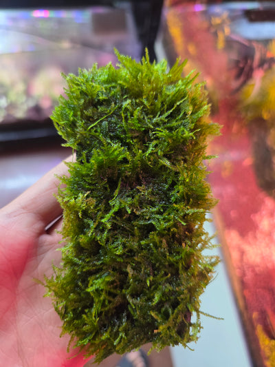 Christmas Moss on Wood