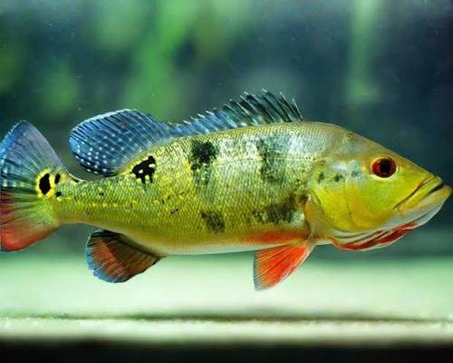 Peacock Bass