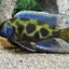 Giraffe Cichlid XL Size