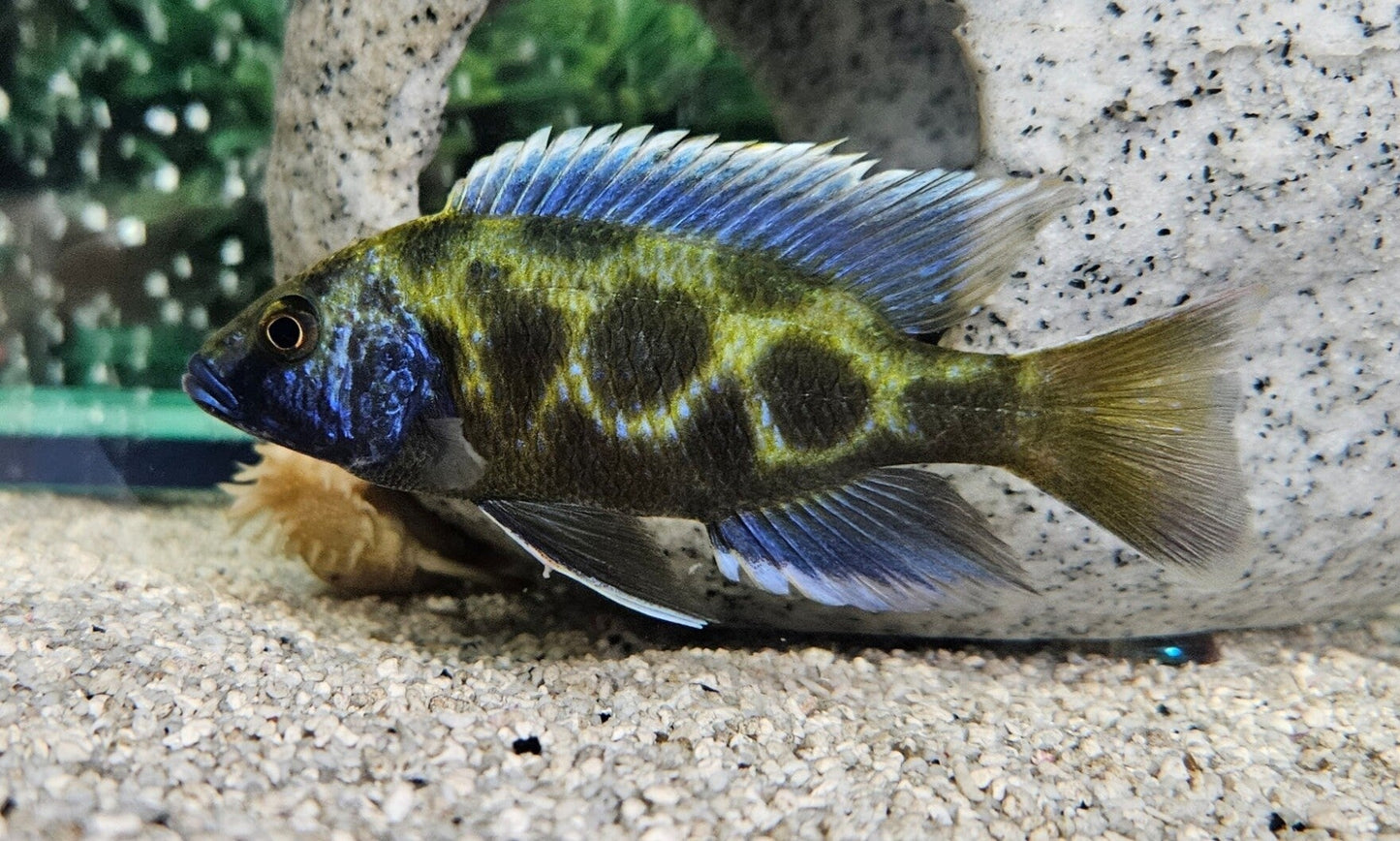 Giraffe Cichlid XL Size