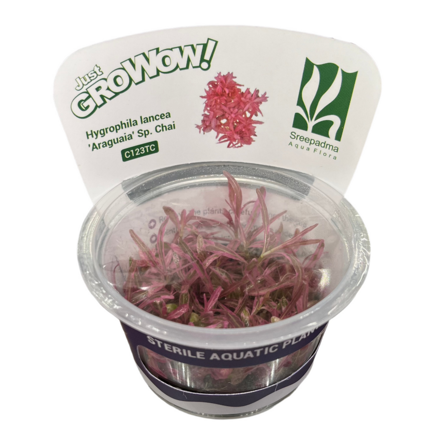 Growow Hygrophila Lancea Araguaia Sp Chai