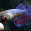 Crowntail Betta