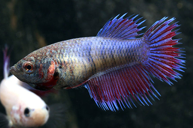 Crowntail Betta