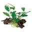 Anubias Barteria on Wood
