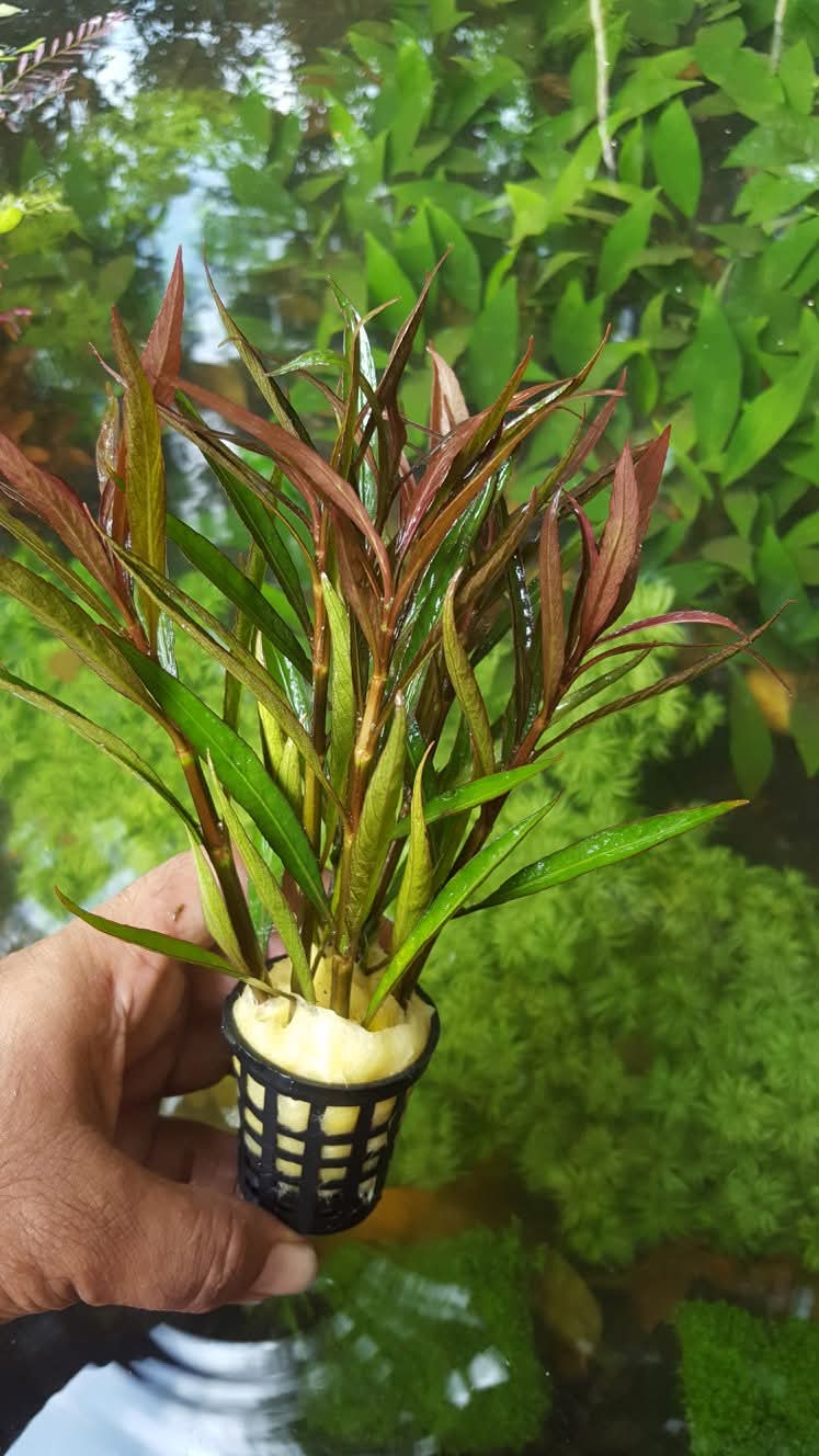 Hygrophila Corymbosa Pot Plant