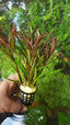 Hygrophila Corymbosa Pot Plant