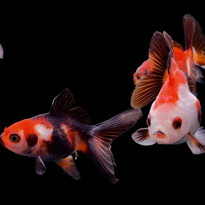 Tri Color Goldfish