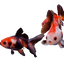 Tri Color Goldfish