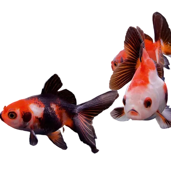 Tri Color Goldfish
