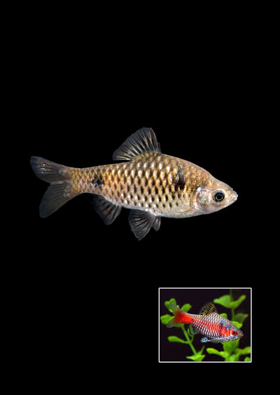 Odessa Barb