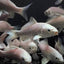Platinum koi