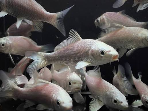 Platinum koi