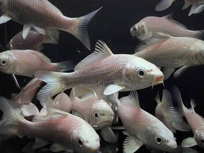 Platinum koi