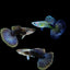 Blue Eagle Special Guppy Pair