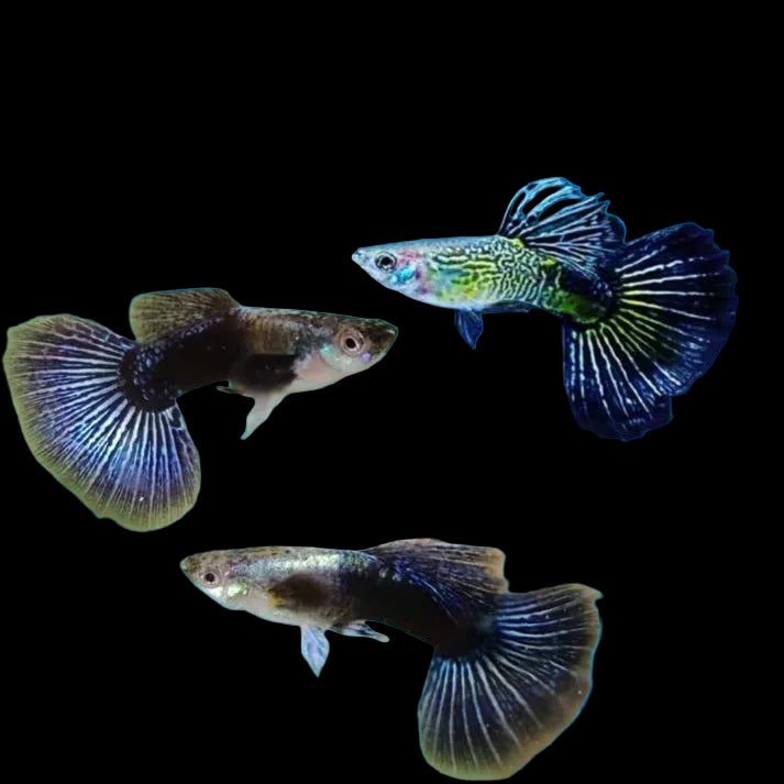 Blue Eagle Special Guppy Pair